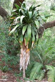 Dracaena aletriformis – Large-leaved Dragon Tree