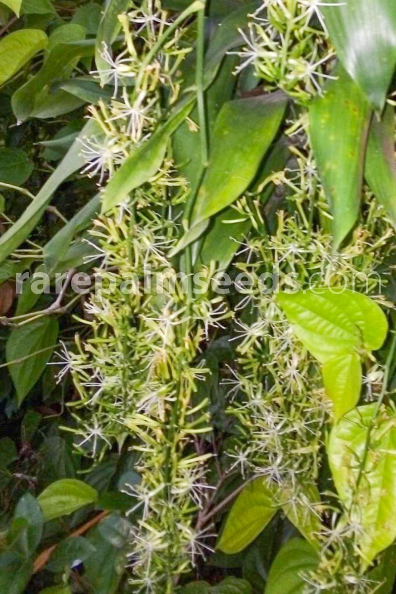 seed succulents G Palm von Madagaskar 50 Samen der pachypodium lamerei 