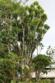 Dracaena arborea – African Dragon Tree