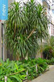 Dracaena cochinchinensis – Thai Dragon Tree