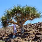 Dracaena ombet subsp. schizantha – Somalian Dragon Tree