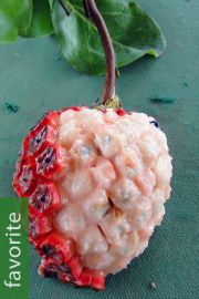 Duguetia phaeoclados – Cherry Sugarapple