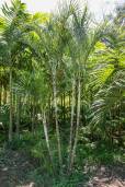 Dypsis albofarinosa – White Powder Palm