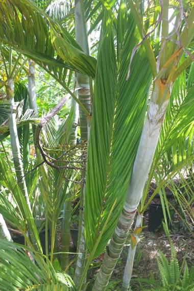 Dypsis lutescens 'Fused Leaf' – Areca, Palmita de jardín, Palma de Frutos de Oro