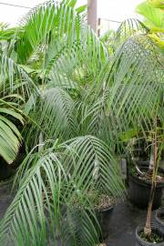 Dypsis onilahensis – Onilahy Palm