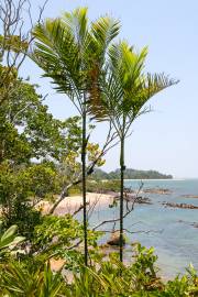 Dypsis psammophila – White Sand Palm