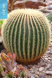 Echinocactus grusonii – Golden Barrel Cactus