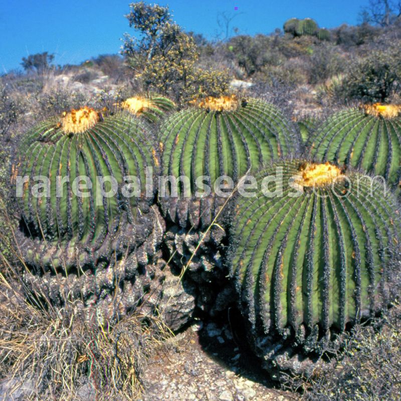 50 seeds of Echinocactus ingens succulents seeds  R cacti seedes