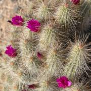 Echinocereus enneacanthus – Strawberry Hedghog Cactus
