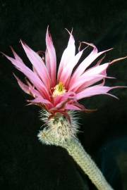 Echinocereus poselgeri – Dahlia Cactus