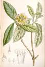 Edgeworthia gardneri – Indian Papertree, Argali