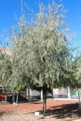 Elaeagnus angustifolia – Russian Olive