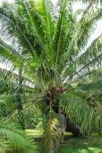 Elaeis oleifera – American Oil Palm