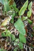Elaphoglossum glossophyllum