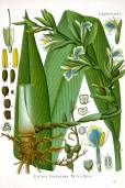 Elettaria cardamomum – True Cardamom, Green Cardamom