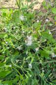 Emilia sonchifolia – Lilac Tasselflower