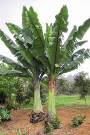 Ensete ventricosum 'Large Seed' – Abessinische Banane
