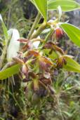 Epidendrum sp. 'Caldas Grande'
