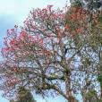 Erythrina abyssinica – Uganda Coral Tree, Red Hot Poker Tree