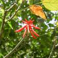 Erythrina rubrinervia – Red-Veined Coral Tree