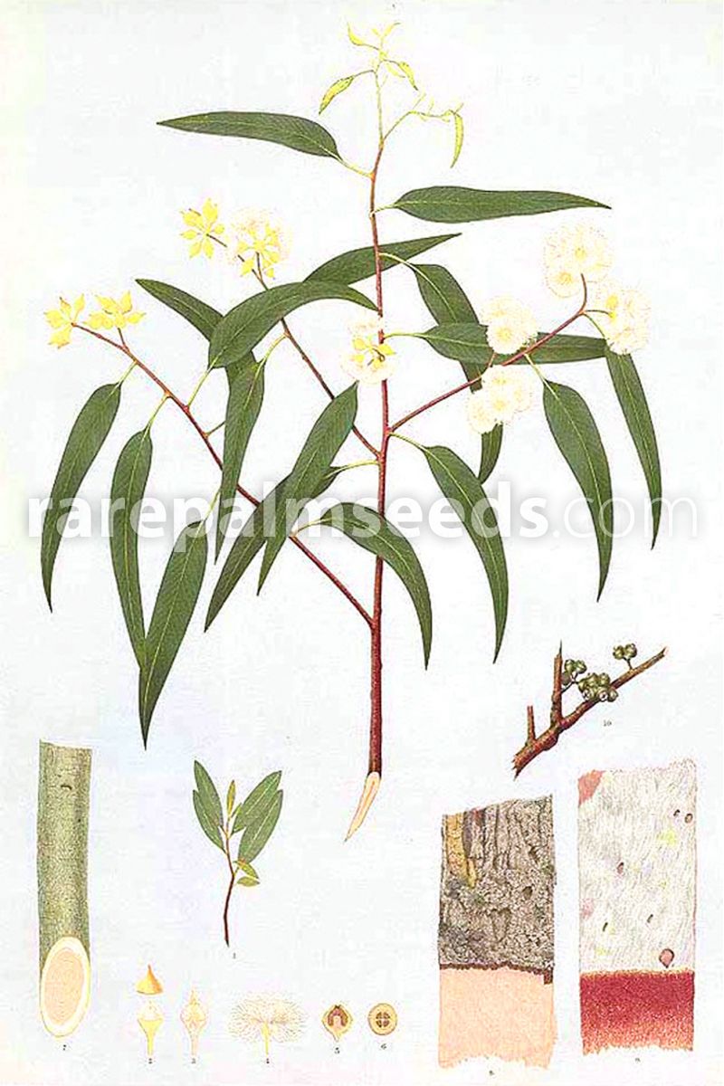 EUCALIPTO rojo Eucalyptus camaldulensis  10000 semillas seeds