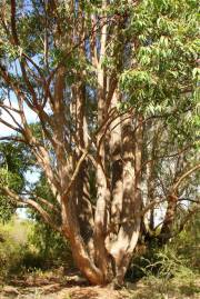 Eucalyptus cloeziana – Gympie Messmate