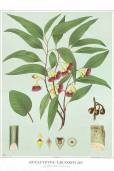 Eucalyptus leucoxylon 'Rosea' – South Australian Blue Gum, White Ironbark