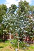 Eucalyptus nitens – Shining Gum
