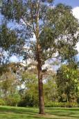 Eucalyptus ovata – Marrawah Black Gum