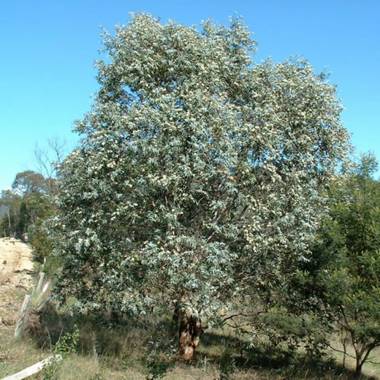 Eucalyptus risdonii – Risdon Peppermint