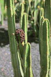 Euphorbia canariensis – Canary Island Spurge