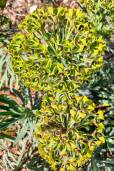 Euphorbia characias – Euphorbe des garrigues