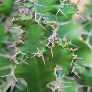 Euphorbia grandicornis – Cow's Horn