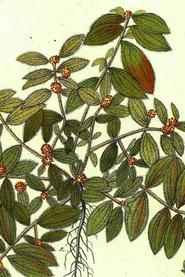 Euphorbia hirta – Asthma Plant, Pillpod Spurge