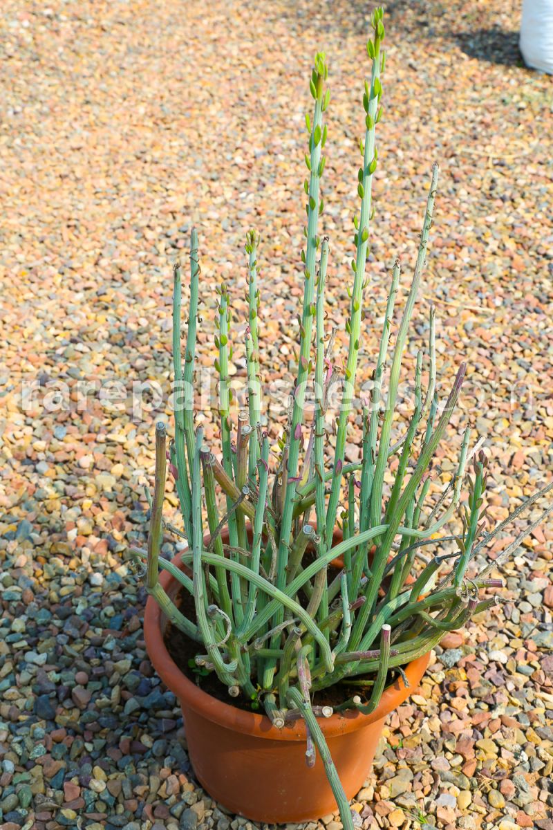 Euphorbia mauritanica Pencil Milkbush
