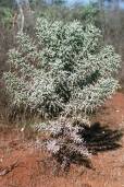 Euphorbia stenoclada – Silver Thicket 