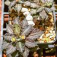 Euphorbia tulearensis, EU ONLY