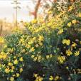 Euryops pectinatus – Golden Daisy Bush