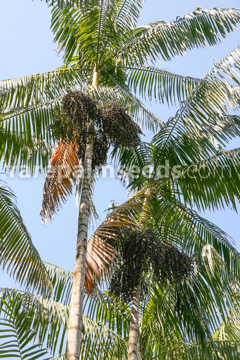 Acai Seeds Palm Euterpe Oleracea 50  DWARF Superberry from Brazil germinated 