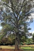 Faidherbia albida – Ana Tree