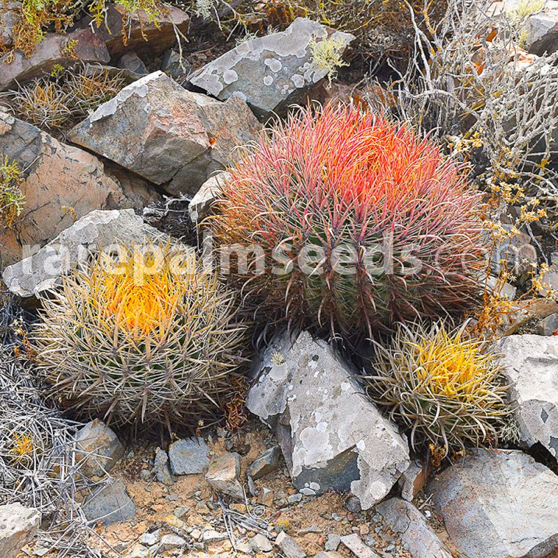 50 semi di Ferocactus chrysacanthus piante grasse,seed cactus