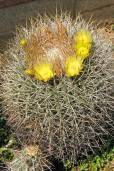 Ferocactus cylindraceus – Compass Barrel Cactus