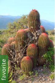 Ferocactus pilosus *Exotic* Mexican Fire Barrel Cactus, 20 Seeds From Canada 