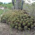 Ferocactus robustus – Clustering Barrel Cactus