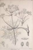 Ferula communis subsp. linkii – Giant Canary Fennel
