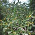 Ficus obliqua – Small-leaved Fig