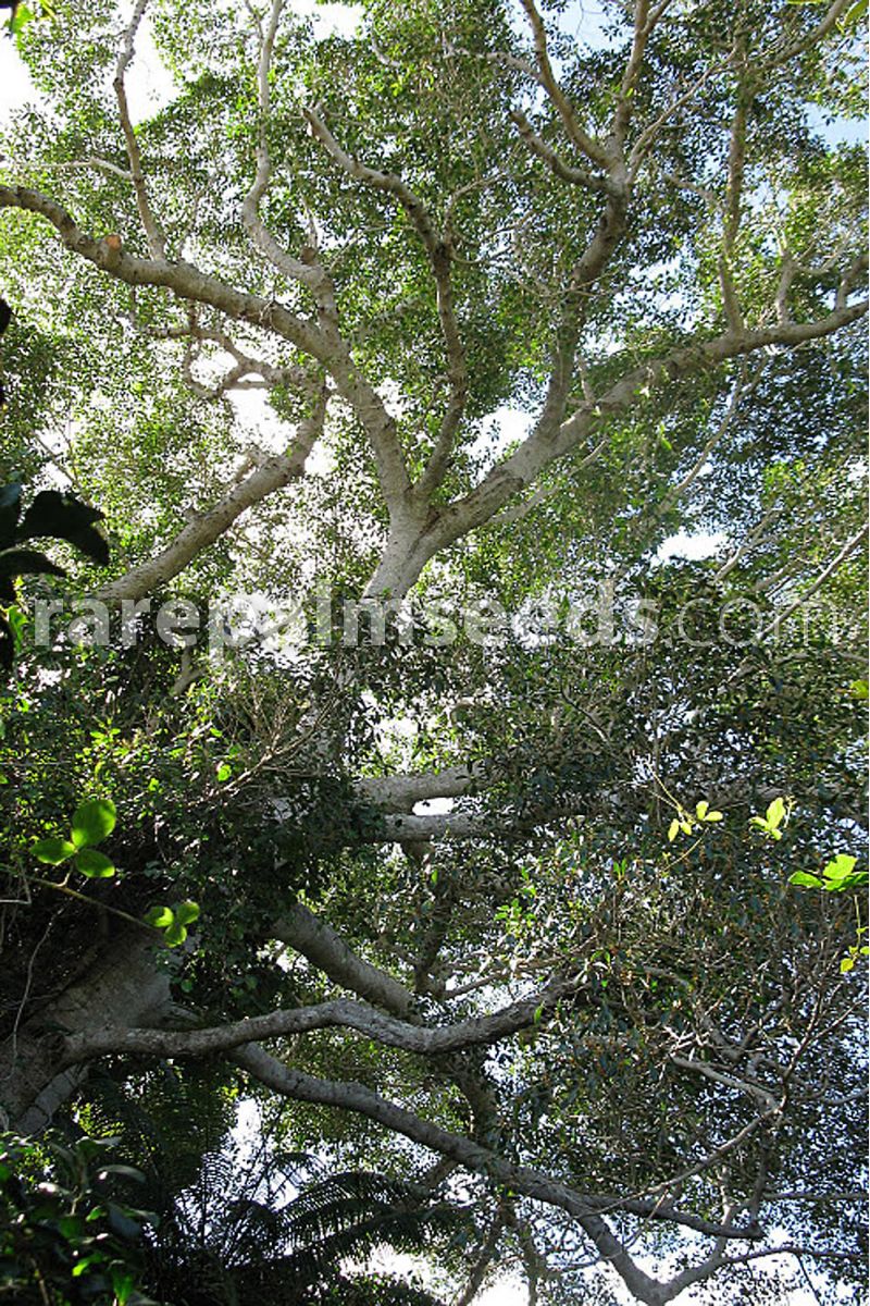 bonsai seeds  C 10 seeds of Ficus obliqua