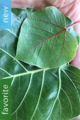 Ficus petiolaris – Sonora Rock Fig