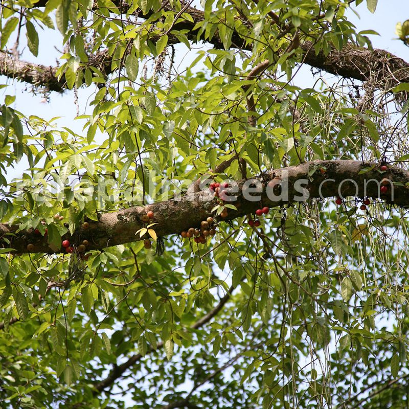 Bonsai or Standard Ficus racemosa Fig Tree Tree Seeds Tropical Plant 