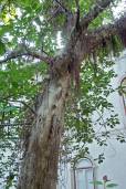 Ficus sur – Cape Fig, Broom Cluster Fig